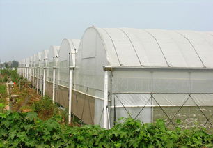 GLP625型薄膜連棟大棚特價(jià)供應(yīng) 價(jià)格、廠家與圖片全解析