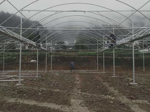 貴州銅仁18000平米薄膜連棟溫室大棚項(xiàng)目建成，助力現(xiàn)代農(nóng)業(yè)發(fā)展